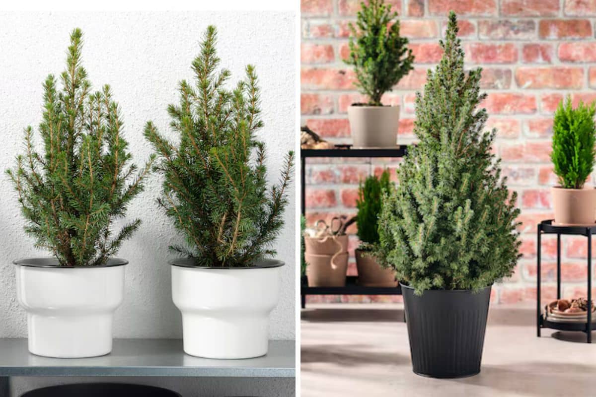 Albero di Natale naturale