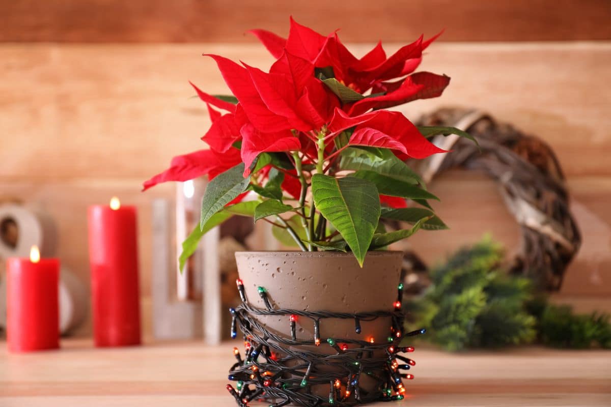 come curare la stella di Natale